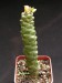 Monadenium ritchiei.jpg