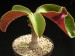 Monadenium spectabile.jpg