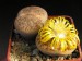 Lithops schwantesii.jpg