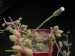 Senecio herreanus.jpg