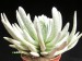 Senecio scaposus.jpg