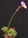 Oxalis bowiei.jpg