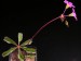 Oxalis lasiandra.jpg