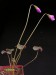 Oxalis sp., Bolivia, Sierra  Mandinga.jpg