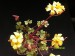 Oxalis sp., Chile, CH858.jpg