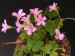 Oxalis sp..jpg