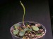 Peperomia aff.peruviana.jpg