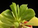 Peperomia dolabriformis.jpg