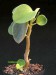 Peperomia incana.jpg