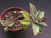 Peperomia liclicensis.jpg