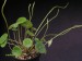 Peperomia scutellifolia.jpg