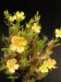 Portulaca aff.amilis v.rosengurttii, Argentina.jpg