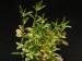 Portulaca aff.argentinensis, Argentina, Ecsoipe.jpg