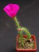 Portulaca aff.eruca, Argentina.jpg