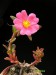 Portulaca cryptopetala, Argentina.jpg