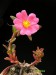 Portulaca cryptopetala, Argentina.jpg