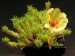 Portulaca grandiflora.jpg