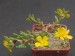 Portulaca perennis, Argentina, Jujuy, Iturbe.jpg