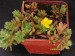 Portulaca quadrifida.jpg