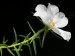 Portulaca sp 1. (white form).jpg