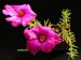 Portulaca sp. 1.jpg