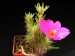 Portulaca sp., Argentina, Digue de Galileo.jpg