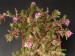 Portulaca sp., Mexico, Jalpan.jpg