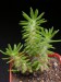 Portulaca teretifolia.jpg
