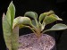 Sansevieria aff.concinna.jpg