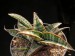 Sansevieria fischeri.jpg