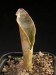 Sansevieria kirkii v.pulchra.jpg