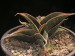 Sansevieria rhodesiana.jpg