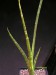 Sansevieria sp. 2.jpg