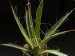 Agave filifera ssp.schidigera.jpg