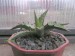 Agave sp..jpg