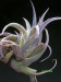 Tillandsia chiapensis..jpg