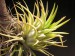 Tillandsia ionantha 2.jpg