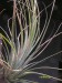 Tillandsia juncea.jpg