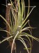 Tillandsia karwinskiana.jpg