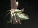 Tillandsia loliacea.jpg