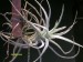 Tillandsia tectorum.jpg