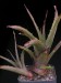 Hechtia sp. 1    JM.jpg