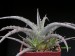 Hechtia sp. 3    JM.jpg