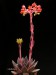 Echeveria affinis.jpg