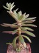 Echeveria ballsii, Colombia, Mosquera, 20km W of Bogota.jpg