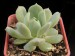 Echeveria bicolor.jpg