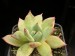 Echeveria colorata.jpg