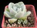 Echeveria elegans (albicans).jpg