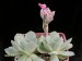 Echeveria elegans.jpg