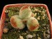 Echeveria leucotricha.jpg